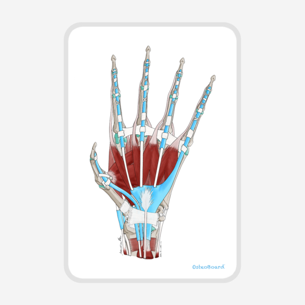 OsteoBoard HAND Mini