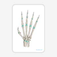 OsteoBoard HAND Mini